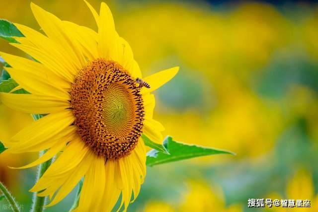 9月职场风云变！这3星座凭硬核实力“杀出