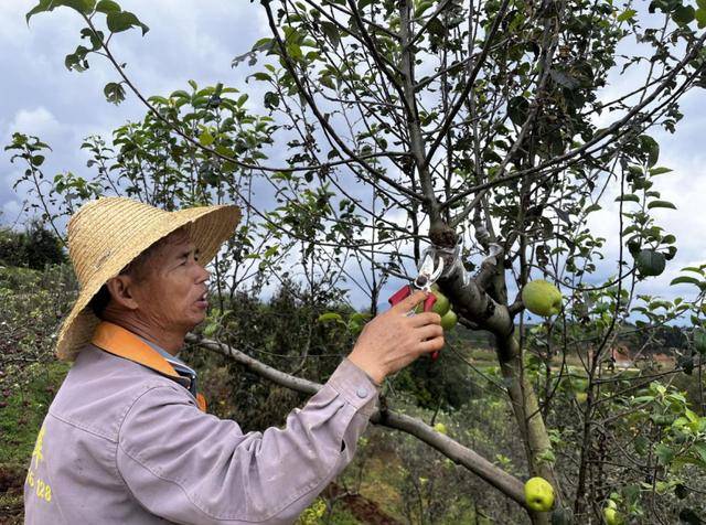 发展苹果产业致富增收 富民果农古从贤用行