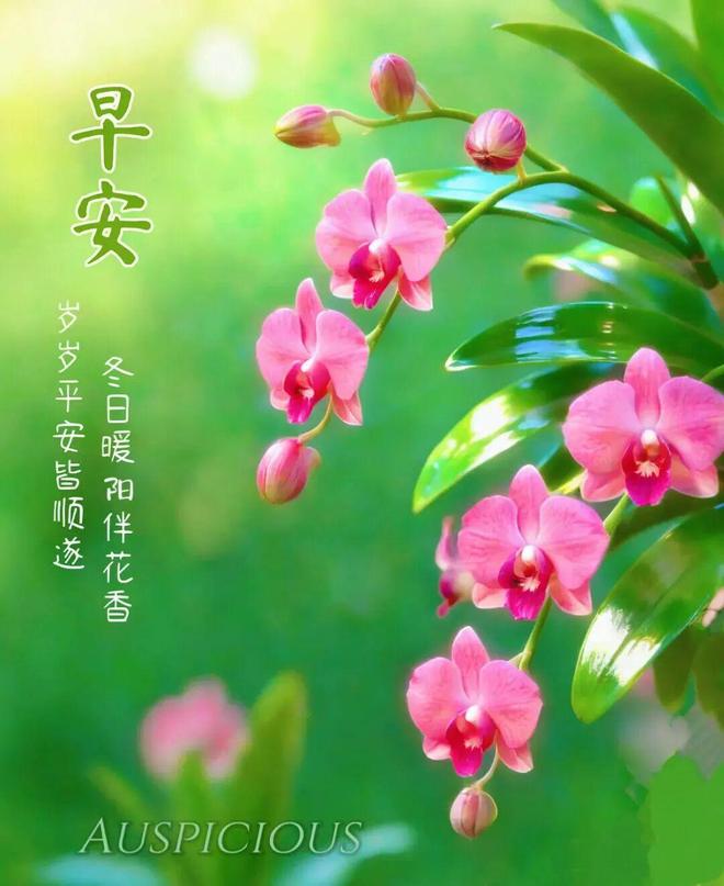 早安心语正能量励志语录句句阳光积极开启美